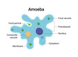Vector illustration of amoeba anatomy. Educational structure