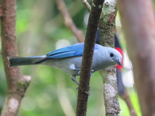 Blue-gray Tanager On A Branch In Costa Rica