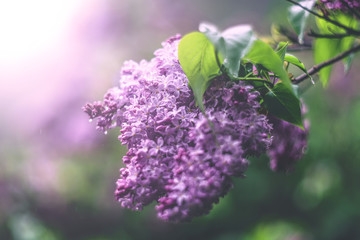 lilac flowers in the garden