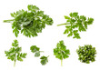 Set of leaves of fresh parsley on a white background, isolated. The view from top