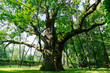 dąb Bartek drzewo stare ogromne duże pomnik przyrody cud natury las muzeum