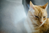 Fototapeta  - Rudy kot leży oczy futro