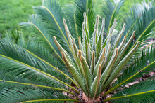 SAGO Palm, Cycas Plant New Bud Cone Converting Into New Leafs With Curled Edges