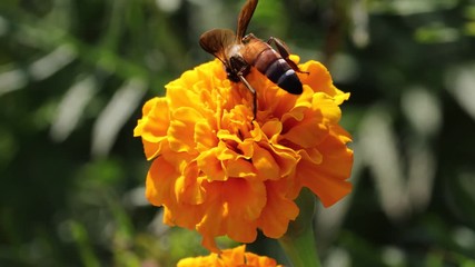 Wall Mural - ( Apis dorsata) honey bee on yellow marigold flower