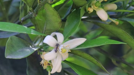 Wall Mural - (Apis  florean) honey bee on lemon flower