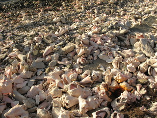 Wall Mural - shells on the beach