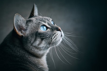 Portrait Of Gray Cat With Blue Eyes On Black Background