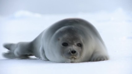 a young seal on the ice of the arctic sea.
