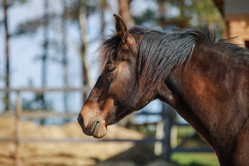 Wall Mural - closeup portrait of mare horse in paddock in spring in daytime