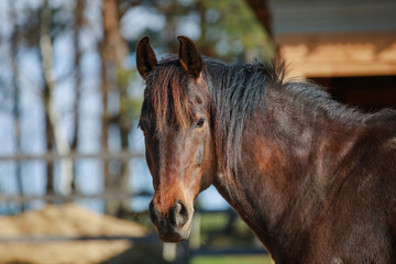 Wall Mural - closeup portrait of mare horse in paddock in spring in daytime