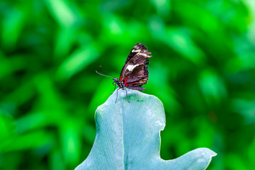 Closeup beautiful butterfly in a summer garden