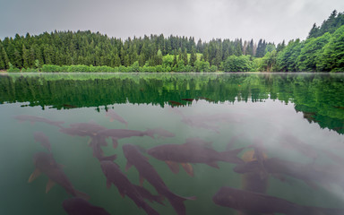 Savsat Karagol fishes and a wonderful nature reflection