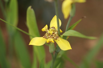 Wall Mural - Yellow flower with soft and green green soft background in the garden