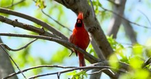 Young Male Red Cardinal Sings In Spring Tree