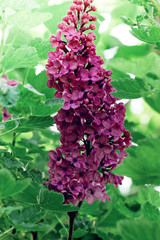 Wall Mural - Spring branch of blossoming lilac, Green branch with spring flowers. Lilac flowers on tree in garden