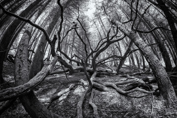 Poster - Infrared woodland photography in cornwall england uk 