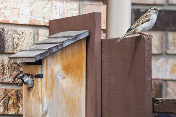 Two house sparrows guarding a nesting box.  Male sparrow sitting in the  wood house with the female sitting above on the fence.