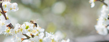 Banner Background With Bee And Blooming Tree Branches, Honey Production And Spring Concept
