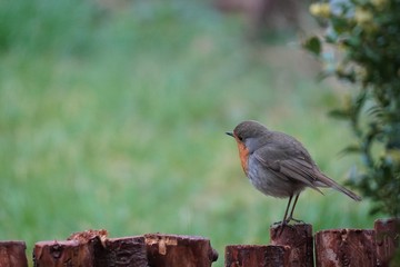 Rotkehlchen - Vogel des Jahres 2021