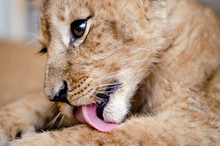 Photo Of A Lion Cub Licking Its Paw