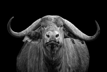black and white photo of african buffalo portrait; syncerus caffer; kenya. he is isolated on the bla