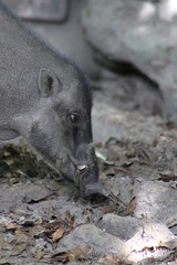 Wall Mural - a large boar in the wild