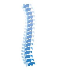 Poster - Illustration of human spine on white background