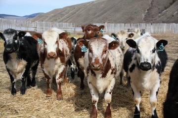 cows in a farm Speckled Park 