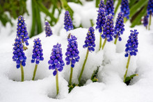 Grape Hyacinths Poking Out Of The Snow