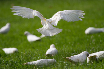 Wall Mural - Rear View of a Corella Coming in to Land