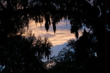 Heart-shaped Tree Hammock, Jacksonville, Florida