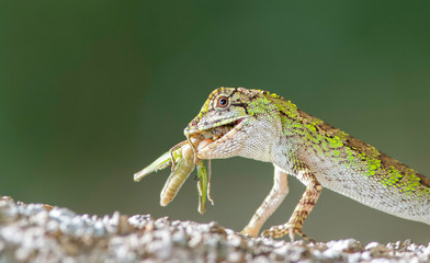 Wall Mural - Tree lizard eating a grasshopper