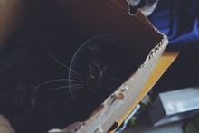 High Angle View Of Cat In Cardboard Box