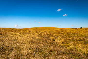 yellow grass field with blue sky wallpaper left space for text