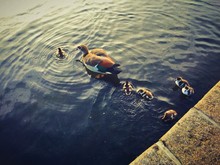 High Angle View Of Egyptian Goose With Goslings Swimming In Lake