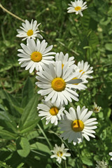 Wall Mural - Common Daisies in a Row 