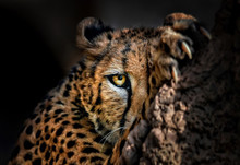 Cheetah Hiding Behind A Rock