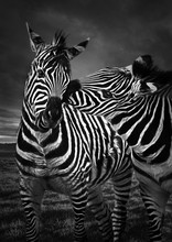 Male Zebra Kissing Female Zebra ( Concept Love )