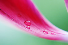 Close-up Of Water Drops On Red Flower