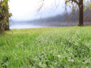 Wall Mural - Morning dew on green grass near lake. Calm and quiet