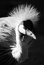 Portrait Of Grey Crowned Crane