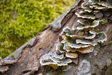 Mushrooms On A Trunk In A Mossy Forest. Smoky Polypore Or Smoky Bracket, Species Of Fungus, Plant Pathogen That Causes White Rot In Live Trees, But Most Commonly Appears On Dead Wood