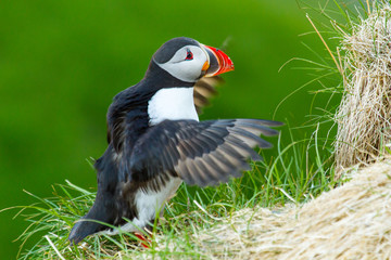 Wall Mural - Papageitaucher (Fratercula arctica) auf Island