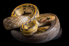  Coelognathus Flavolineatus, The Black Copper Rat Snake Or Yellow Striped Snake, Is A Species Of Colubrid Snake Found In Southeast Asia. Isolated On Black Background