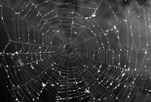 Close-up Of Spider Web