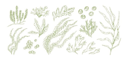 Wall Mural - Collection of monochrome edible algae isolated on white background. Different hand drawn seaweed. Organic water plants. Realistic detailed seaware set. Vector illustration