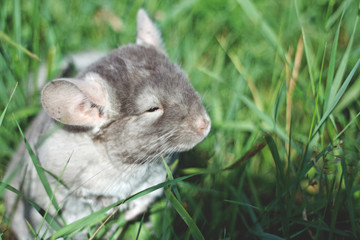 Little gray chinchilla walks on the street on green grass.