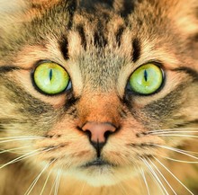 Close-up Of Cat With Green Eyes