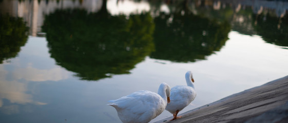 Portrait of two swans near Victoria Memorial along with the nearby pond and the reflection.