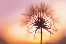 Dandelion At Sunset . Freedom To Wish. Dandelion Silhouette Fluffy Flower On Sunset Sky